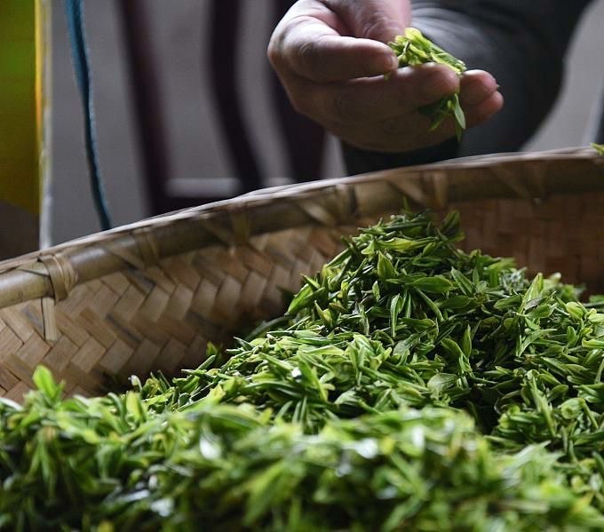 Hand sorting fresh tea leaves