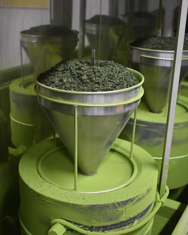 Matcha tea fields in Shizuoka, Japan